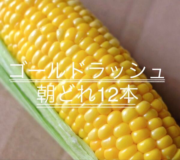 朝どれ!熊谷産とうもろこし ゴールドラッシュ 12本