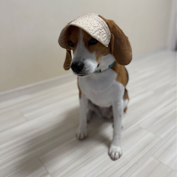 犬帽子 ペット用サンバイザー