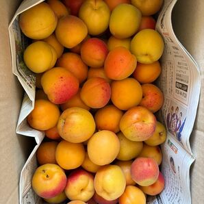 あんず 約2.2kg 加工用 無農薬