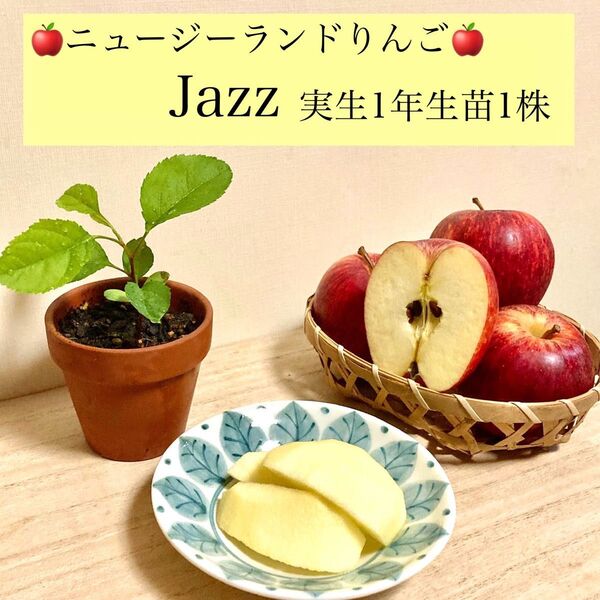 ★日本でも元気★Jazz ニュージーランドりんご実生1年生苗1株