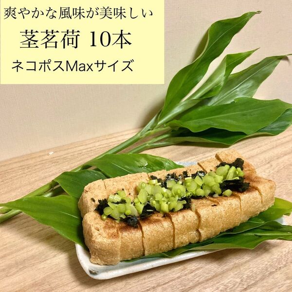 ★今だけのお楽しみ★茎茗荷 10本 ネコポス発送