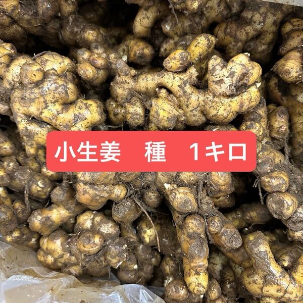 種 小生姜 1キロ