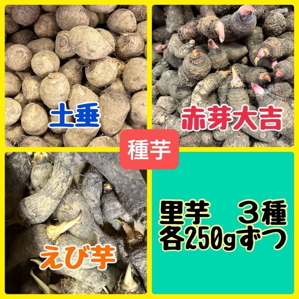 里芋 種芋 3種セット