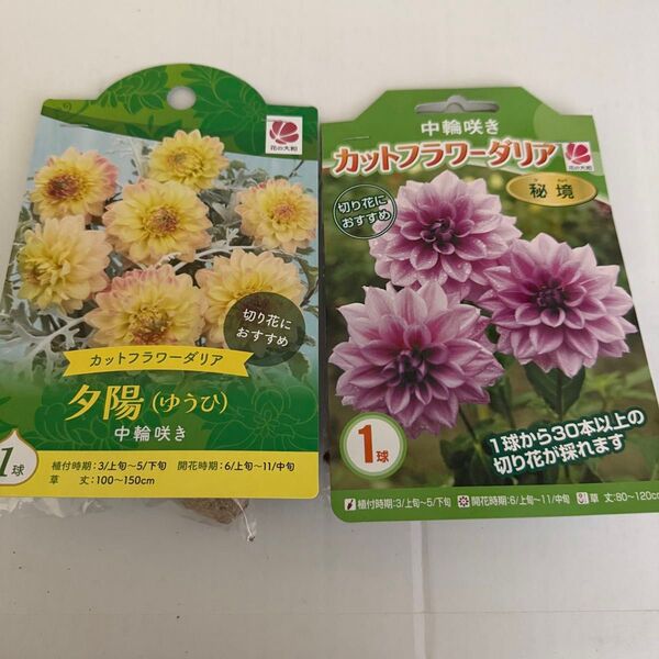 ダリア球根④ 2個セット