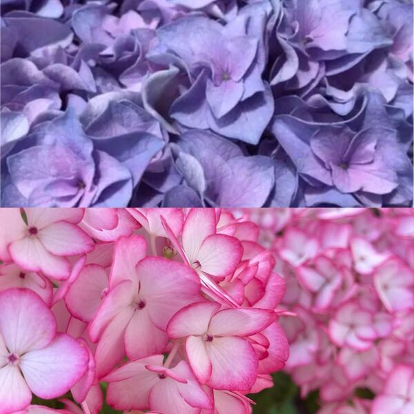 紫陽花挿し穂