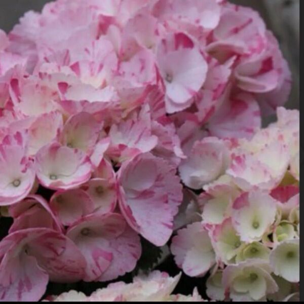 紫陽花挿し穂2本おまけつき