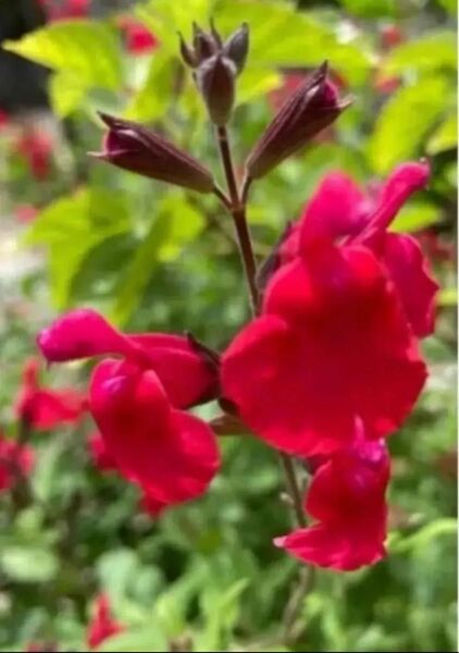 チェリーセージ ハーブ 赤 無農薬 挿し芽用カット約20cm 5本以上♪