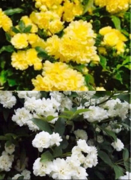 モッコウバラ 黄色と白色 挿し芽用カット 約20㎝前後 各3本 計6本