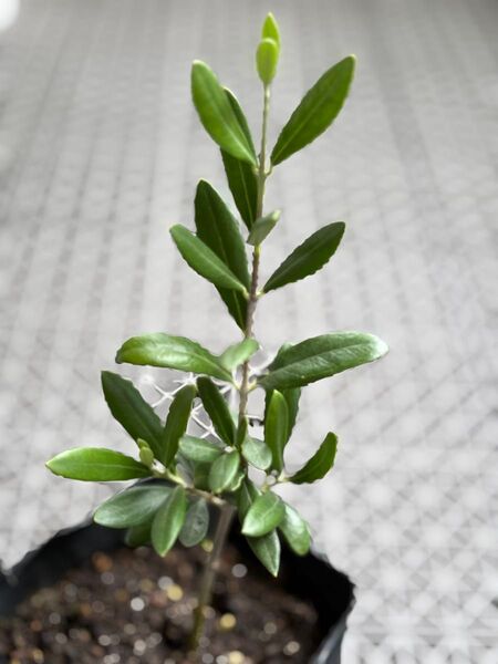オリーブ苗木 1本 + 挿し木用カット芽 2本 無農薬