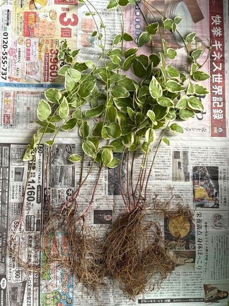 つる日日草(斑入り) 抜き苗 + 挿し芽用カット芽3本 宿根草 今だけの限定品!