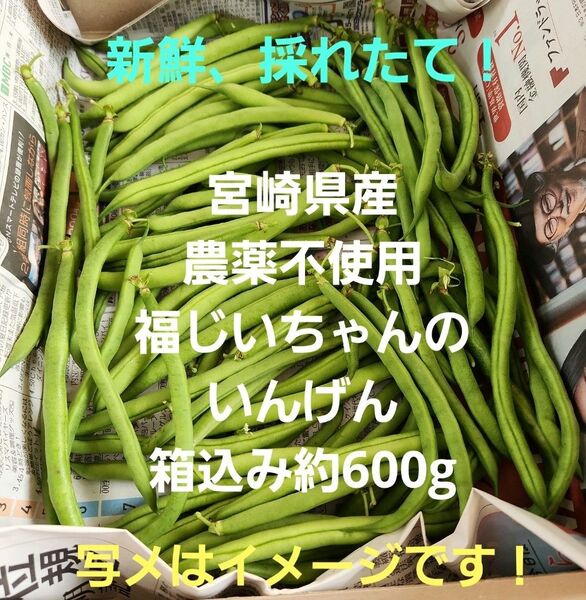 ●新鮮!本日収穫!宮崎県産 農薬不使用 福じいちゃんのいんげん豆 箱込み約600g