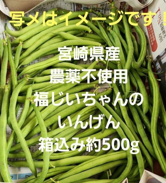 ●新鮮!本日収穫!宮崎県産 農薬不使用 福じいちゃんのいんげん豆 箱込み約500g