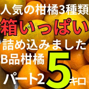 柑橘3種類 山北みかん 河内晩柑 南津海 約5キロ B品 蜜柑 グレープフルーツ