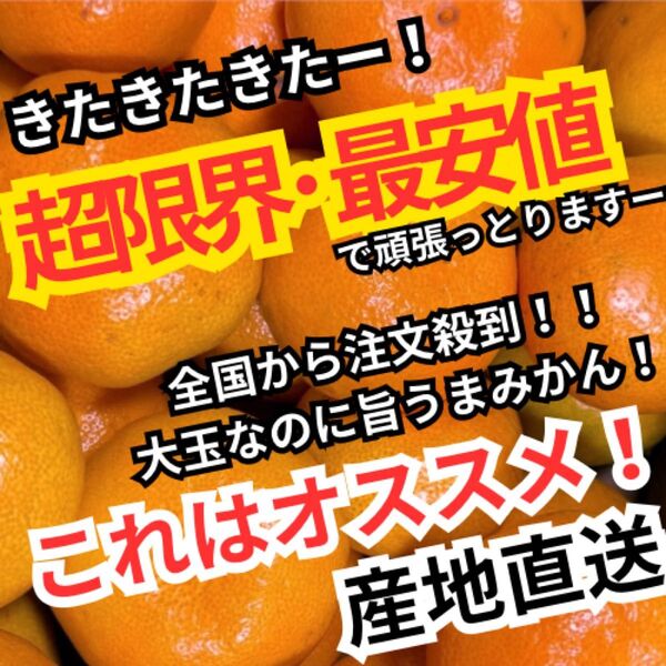 2超激安 特売 高知 特産 山北温室みかん 5kg 大玉なのにうまい ハウス育ち