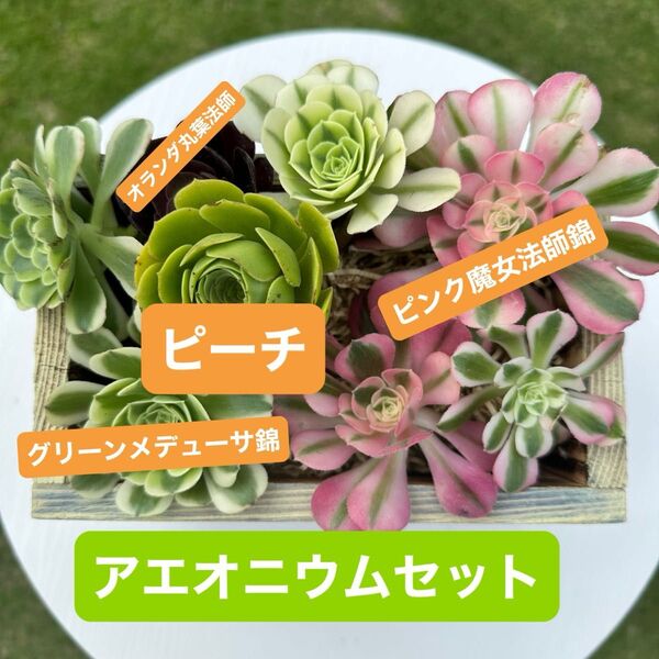 アエオニウムセット 多肉植物 寄せ植え ピンクウィッチ グリーンメデューサ錦