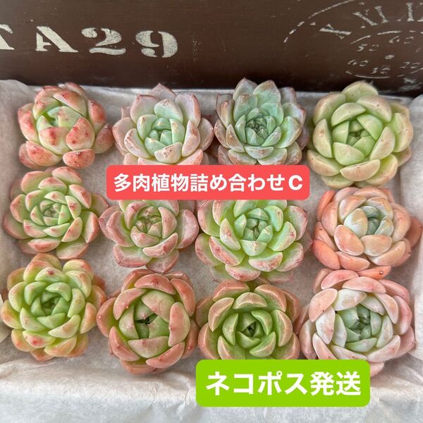 多肉植物 韓国カット苗セットC 寄せ植えセット エケベリア ミックス多肉植物