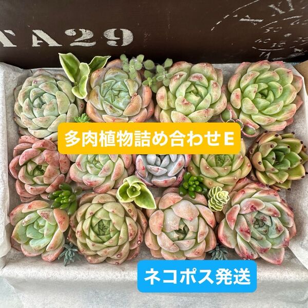 多肉植物 E 多肉植物詰め合わせ 寄せ植えセット 多肉弁当 エケベリア 韓国苗 ミックス多肉植物