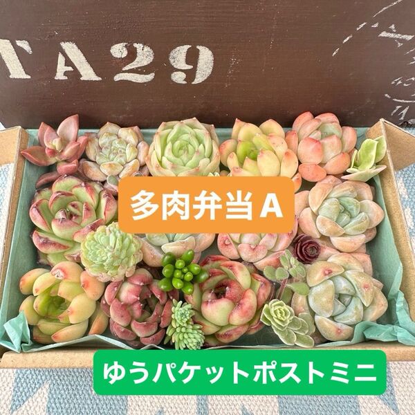 多肉植物 多肉弁当 A 韓国カット苗セット 多肉植物詰め合わせ 可愛い寄せ植え多肉植物