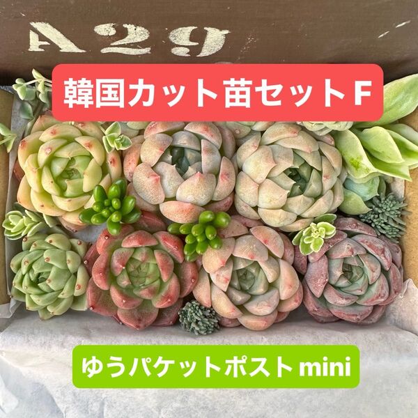 多肉植物 (F) 多肉弁当 韓国カット苗セット 多肉植物詰め合わせ エケベリア ミックス多肉植物