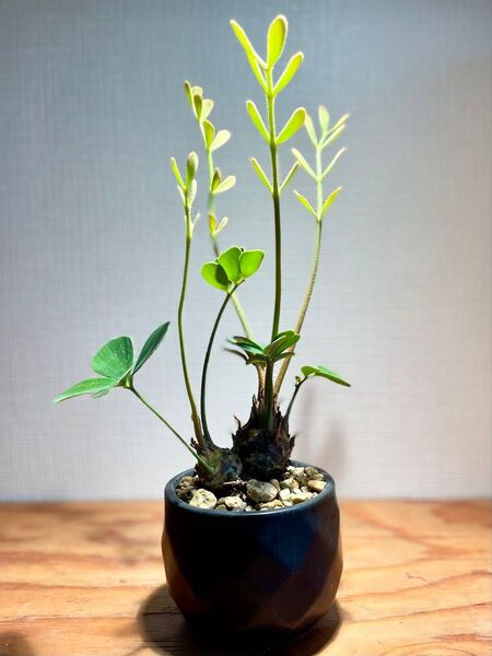 レア!2頭!美型!陶器鉢付き!インテリアとしても存在感抜群!珍しい観葉植物ザミア!鉢のまま発送!