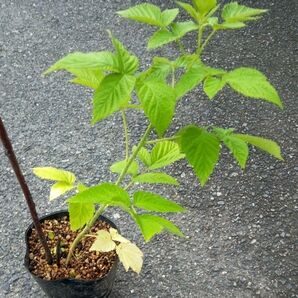 トゥラミーンの苗 ラズベリー Tulameen とげあり 株分け苗
