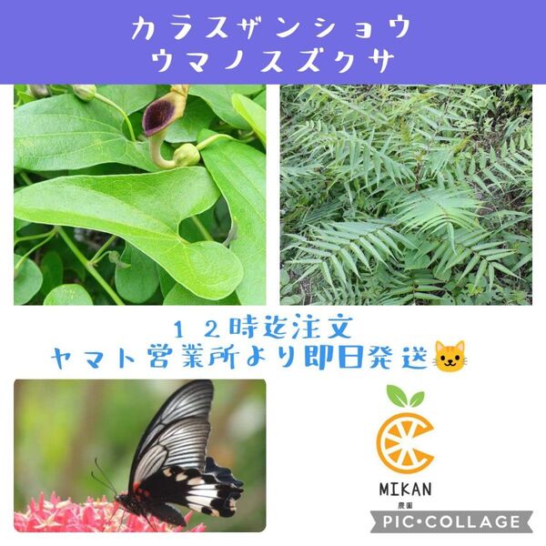 ウマノスズクサ 50枚 カラスザンショウ 80枚 枝葉 アゲハチョウ 幼虫餌