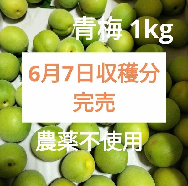 6月7日収穫分完売 青梅1kg(農薬不使用)※次回をお待ち下さい