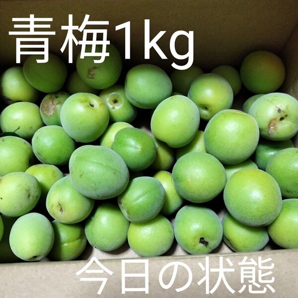 6月7日収穫 青梅1kg(農薬不使用)