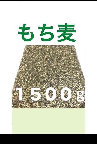 もち麦 1500g ダイエットに 腸活に