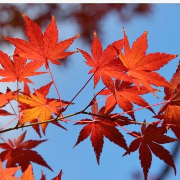 山紅葉(やまもみじ)の苗木 3株