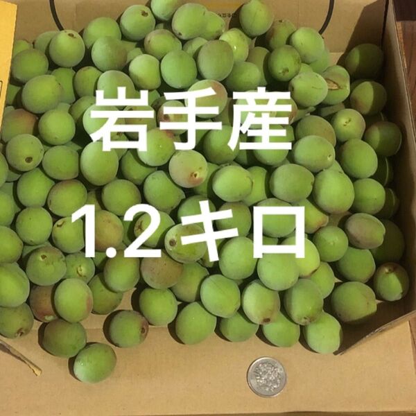 無農薬 小梅 1.2キロ