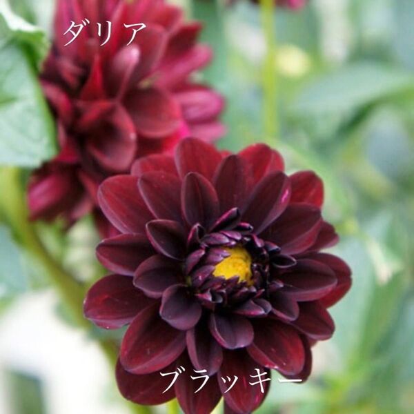 ダリア ブラッキー 大きめ芽出し球根1球根