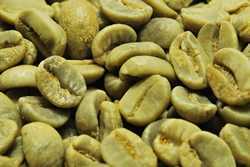 【１０㎏】コーヒー生豆 キューバ クリスタルマウンテン プレミアムコーヒー 送料無料