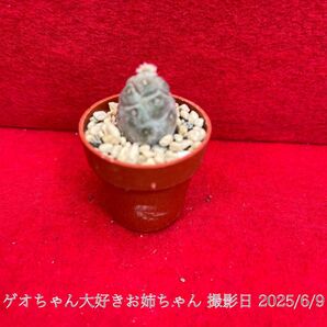 ゲオメトリクス 習志野 Tephrocactus geometricus テフロカクタス 仙人掌 観葉植物 多肉植物 プロ個体