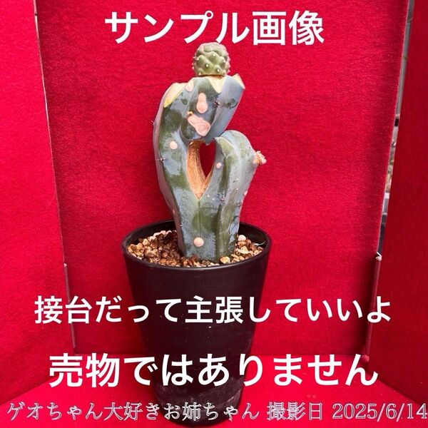 ゲオメトリクス 習志野 Tephrocactus geometricus テフロカクタス 仙人掌 観葉植物 多肉植物 プロ個体
