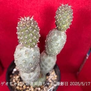 ゲオメトリクス 錦 習志野 Tephrocactus geometricus テフロカクタス 仙人掌 観葉植物 多肉植物 プロ個体