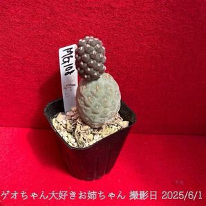ゲオメトリクス Tephrocactus geometricus テフロカクタス 仙人掌 観葉植物 多肉植物 プロ個体