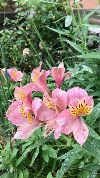 アルストロメリア 球根 大量 25球 お花も添え