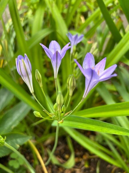 珍しい 花芽付き20球 トリテレイア(ブローディア)球根