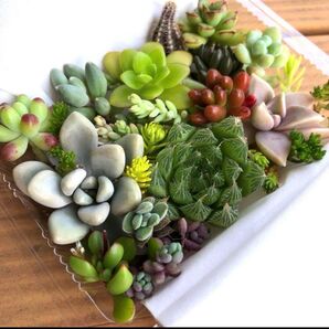 多肉植物 カット苗 詰め合わせ 寄せ植え