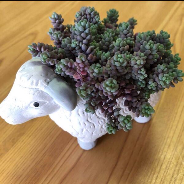多肉植物 パープルヘイズ カット苗