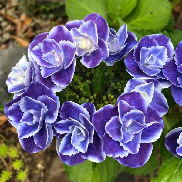 紫陽花 挿し穂 額紫陽花 紫色
