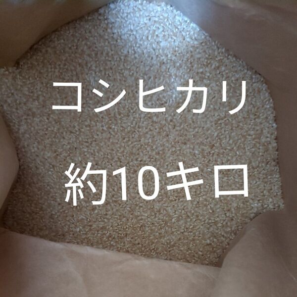 コシヒカリ 玄米 約10キロ