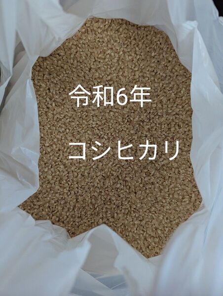 令和6年コシヒカリ 玄米 約10キロ
