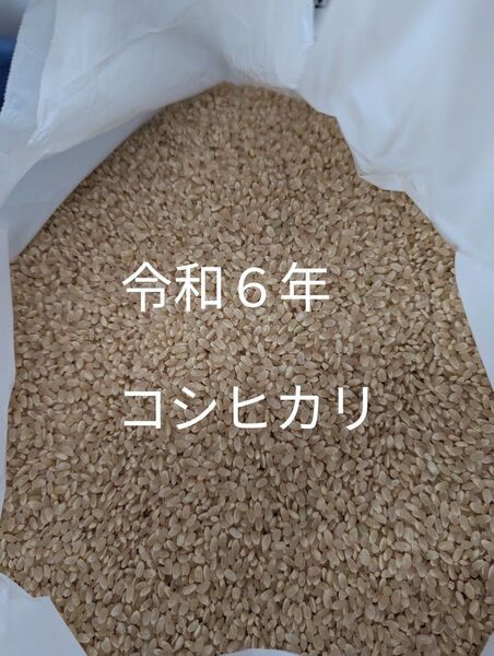 令和6年コシヒカリ 玄米 約10キロ