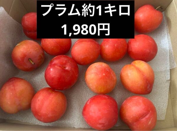 本日プラム 約1キロ1,690円