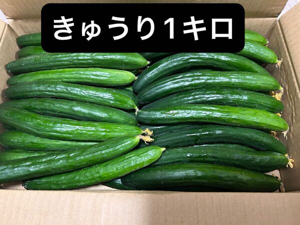 きゅうり 1キロ