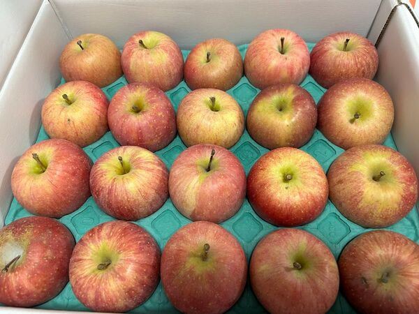 りんご 20個 まとめ売り 青森県産 サンふじ