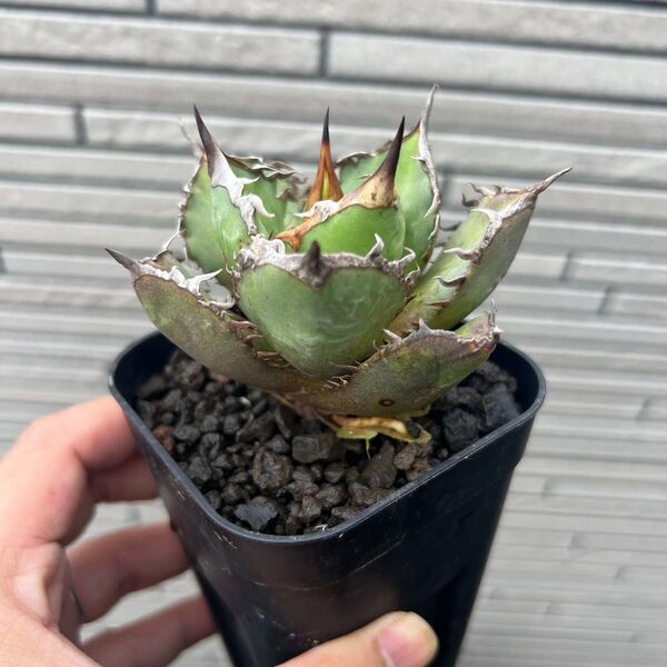 札落ち株 検ワ)アガベ チタノタ オテロイ 実生