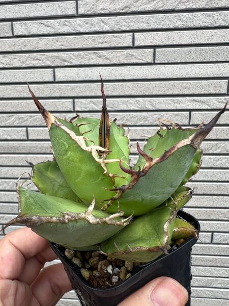 Seedling 実生 検ワ)アガベ チタノタ オテロイ 実生